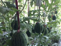 -万源龙顺度假庄园生态观光园