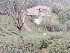 -都江堰玫瑰花溪谷