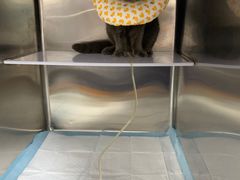 -拜鲁耶动物诊疗中心·宠家动物医院