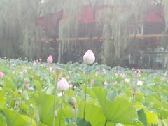 -莲湖公园