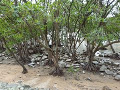 -宝安西湾红树林湿地公园