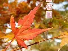 -香山公园