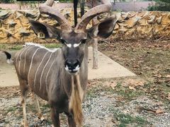 -清迈夜间动物园