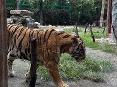 -上海野生动物园老虎餐厅