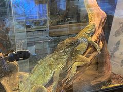 -酷以爬仙阁实体爬宠店·守宫·蜥蜴·专业繁育