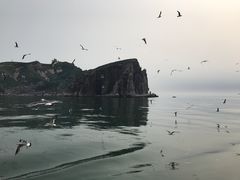 -长岛万鸟岛