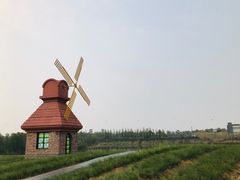 -杭州湾海上花田景区