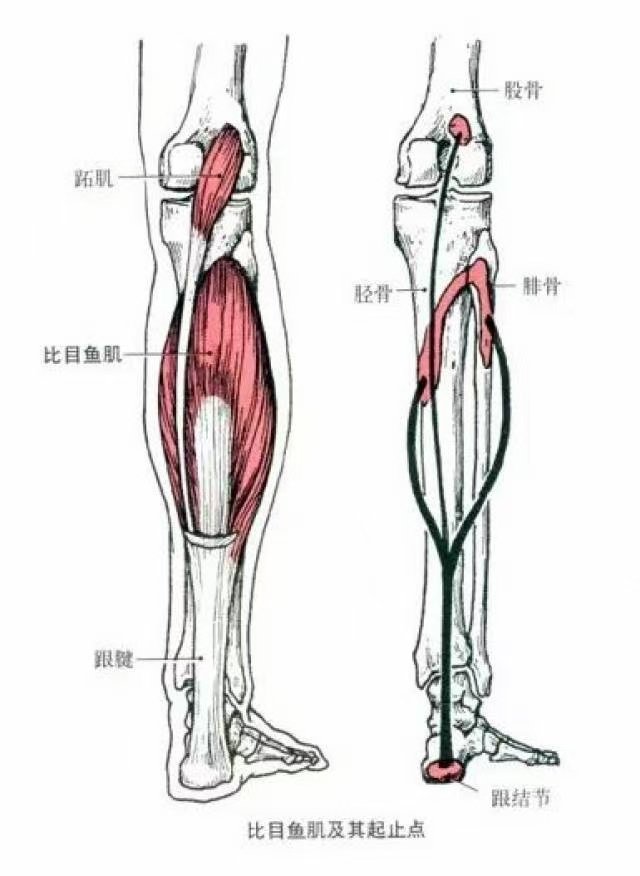 草鱼肌间刺分布示意图图片