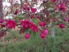 -大兴滨河森林公园