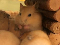 -龙猫仔乐园(惠福东路店)