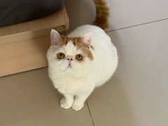 -纳吉亚猫专科动物诊疗中心(蒋宅口分院)