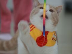 -Bastet sally猫舍购宠(静安店)