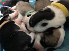 -佳雯宠物医院(金华南路分院)