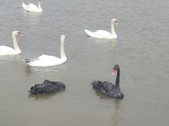 -新疆天山野生动物园