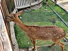 -北京鹿世界主题园