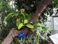 -国家植物园南园