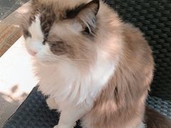 -喵屿·大理花园猫咖