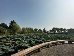 -无锡蠡湖国家湿地公园-蠡园