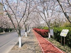 -高东镇樱花园