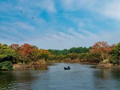 -大湾区中央湿地公园