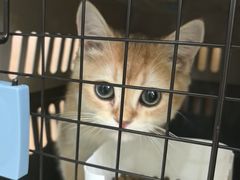 -瑞鹏宠物医院·宠保定点·心脏科·内科(御桥分院)