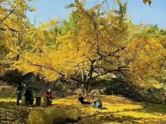 -千年银杏谷文化旅游区