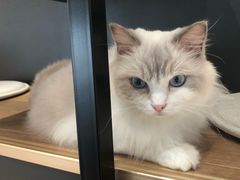 -瞄一喵猫咖(格力海岸店)