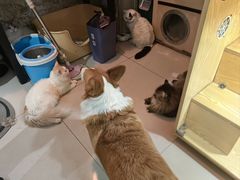 -平行世界·猫咖(首经贸店)