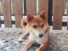 -柴犬高等学院·狗咖·柴犬售卖·宠物训练