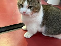 -和它·交个朋友·狗咖猫咖(爱琴海店)