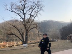 -千年银杏谷文化旅游区