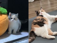 -老吴的猫·猫舍(新区店)