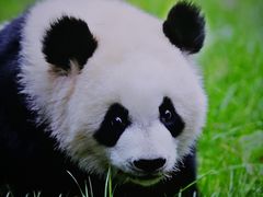 -成都大熊猫繁育研究基地