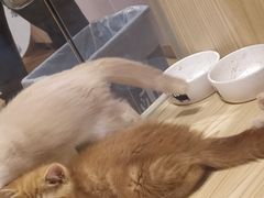 -屋虎猫馆(宝安大仟里店)