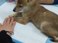 -瑞派雷欧宠物医院·中兽医·眼科·急重症转诊中心(黄台店)