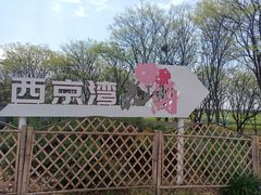 -西京湾花海