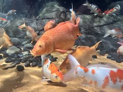-上海海洋水族馆