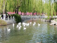 -莲花池公园