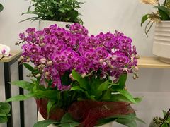 -长春青怡坊鲜花批发(青怡坊花鸟市场店)