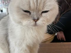 -共舞时光猫咖·狗咖(新街口店)