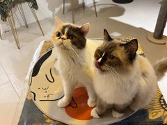 -平行世界·猫咖(首经贸店)