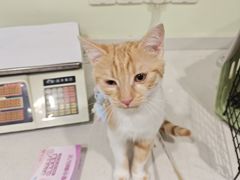 -艾吉宠物医院·疑难杂症转诊中心·猫友好(碧江路院)