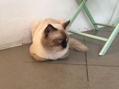 大堂-有猫主题·治愈系猫咖(曾厝垵店)