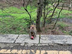 -黔灵山公园