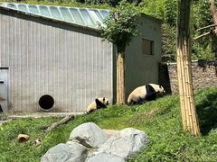 -卧龙中华大熊猫苑神树坪基地