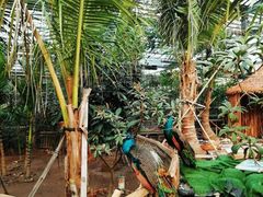 -呀路古热带植物园