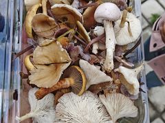 -塞罕坝国家级自然保护区