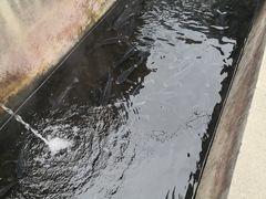 -特种渔场