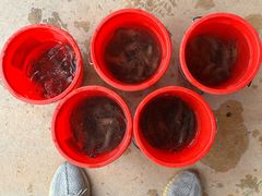 -大象营野Life营地·钓虾(坦尾店)