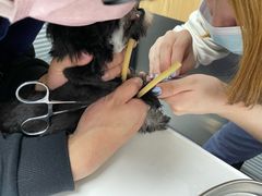 -伟伟宠物医院·CT影像中心·瑞派犬猫综合性门诊(汉口总院)